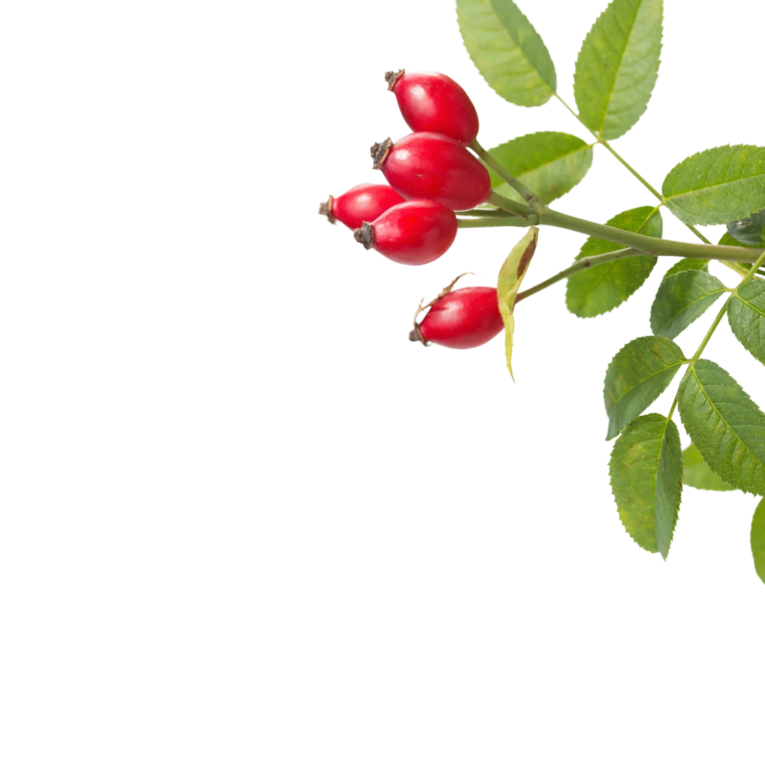 Rosehips Powder